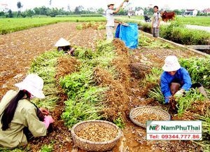 Máy thu hoạch lạc liên hoàn