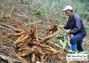 Máy thu hoạch sắn- trợ thủ đắc lực cho bà con 1