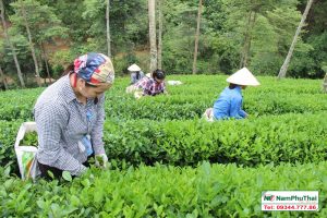 Tiêu chuẩn VietGap, Global Gap cho nền nông nghiệp sạch